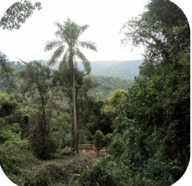Yasi Yatere Reserva Agroecologica El Soberbio Exterior photo